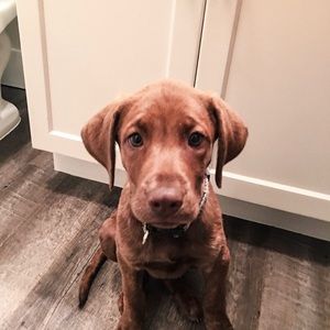 Meet your Posher, Cory